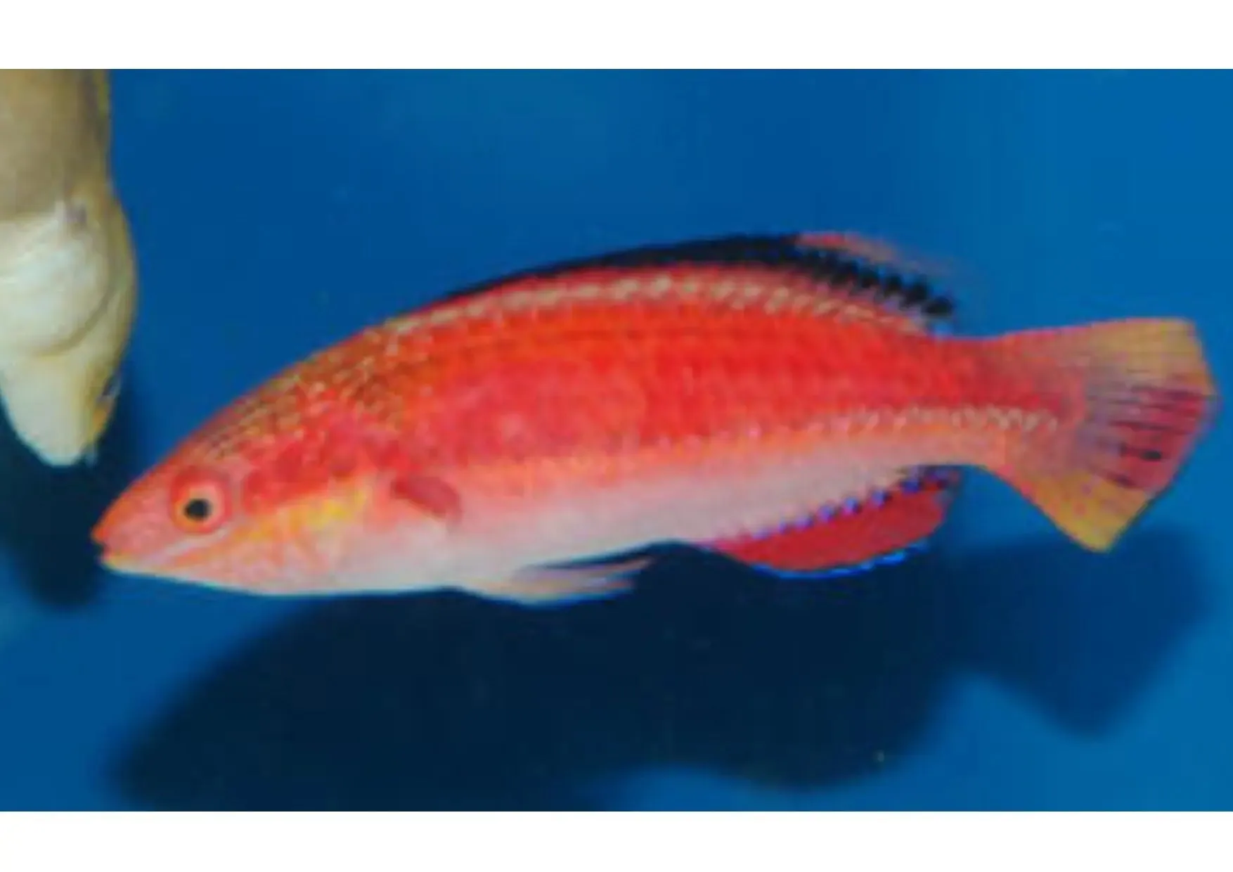 Black Fin Dwarf Parrot - Coral Sea (Cirrhilabrus spp.)