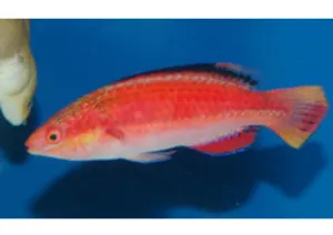 Black Fin Dwarf Parrot - Coral Sea (Cirrhilabrus spp.)