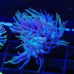 Blue Stem Duncan Coral