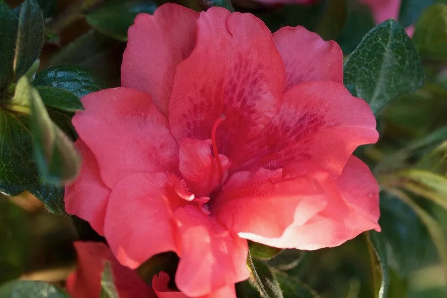 Coral Bells Azalea
