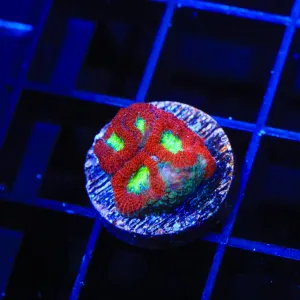 Green Eye Acan Coral