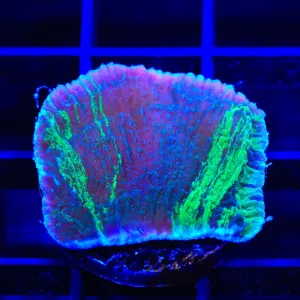 JF Cold Fusion Grafted Montipora Coral