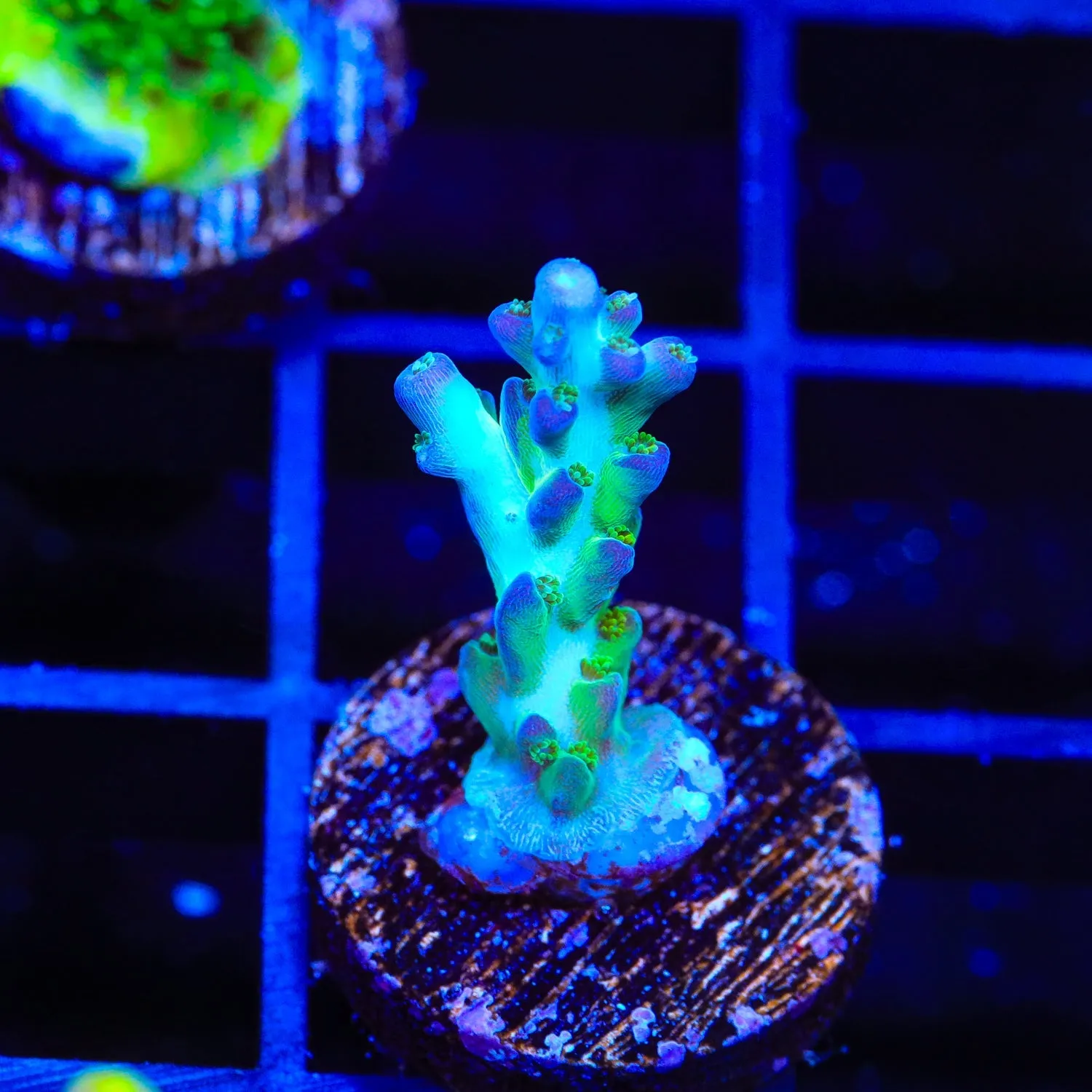 ORA Pearlberry Acropora Coral
