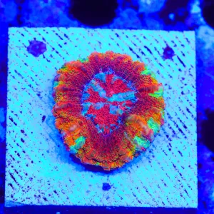 Rainbow Button 1" - 2" Scolymia Coral