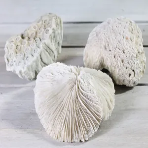 Shells Coral Set