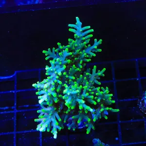 TSA Green Dragon Acropora Colony Coral