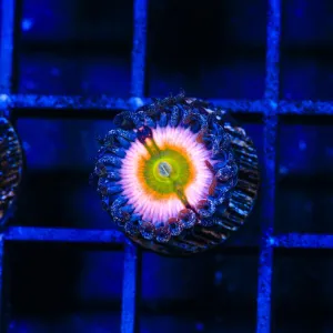 TSA Rainbow Infusion Zoanthid Coral