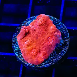 TSA Space Warp Chalice Coral