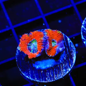 Ultra Acan Micromussa Coral