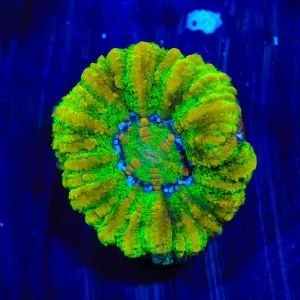 Ultra Button 1" Scolymia Coral
